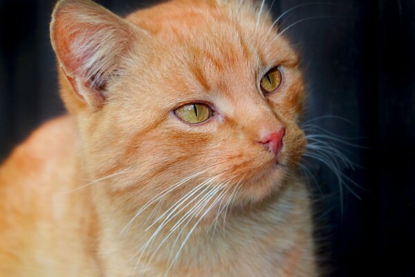 Un regard attentif du chat roux