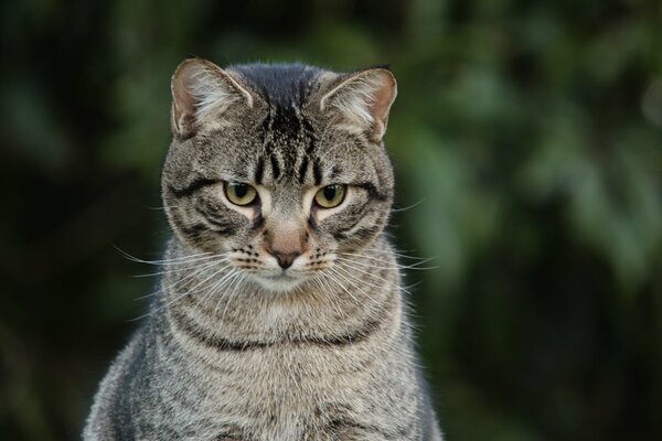 Schöne Katze auf grünem Hintergrund