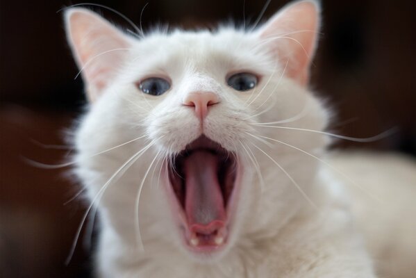 Chat blanc avec des yeux bleus bâille