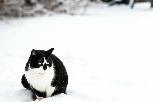 Chat noir et blanc aime la neige