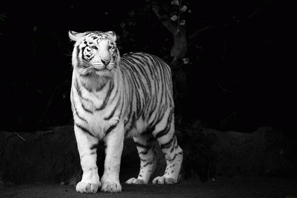 Tigre blanco hermosa mirada depredador hocico