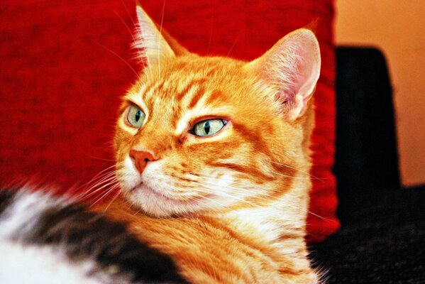 Le regard du chat roux