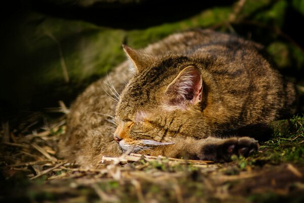 El gato gris come y duerme