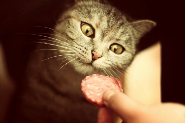 Chat avec appétit regarde la saucisse