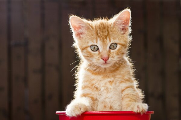 Chaton roux assis dans un bassin rouge