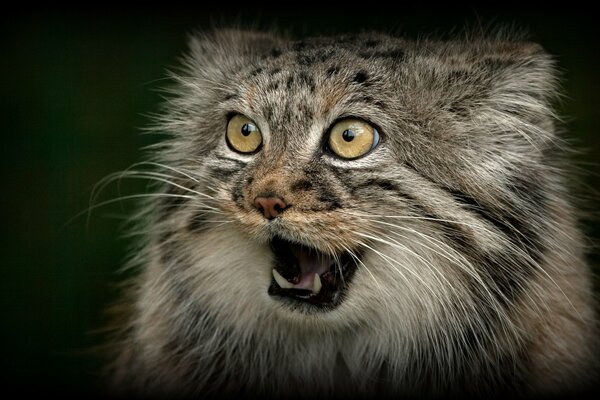 Gatto selvatico «manul con bocca aperta