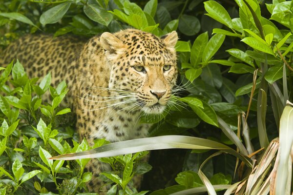 El leopardo sale de los matorrales