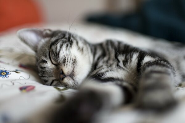 Piccolo gattino con strisce che dorme