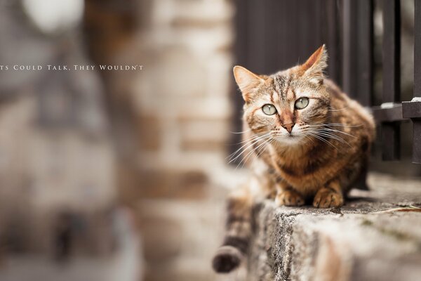 Dans la rue, le chat regarde un regard effrayé