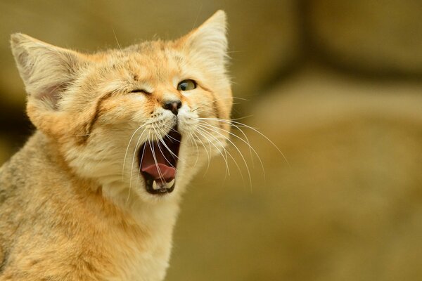 Chat de sable bâille