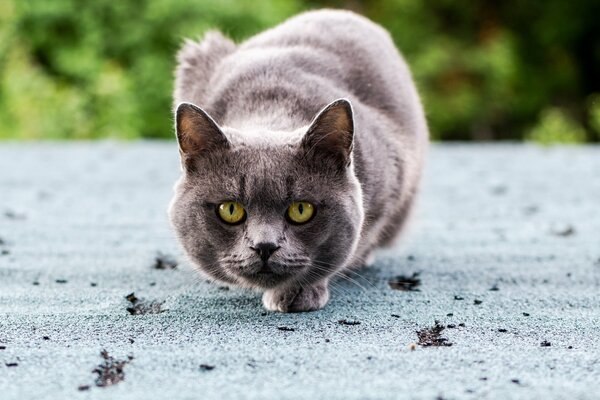 Gatto grigio pronto ad attaccare