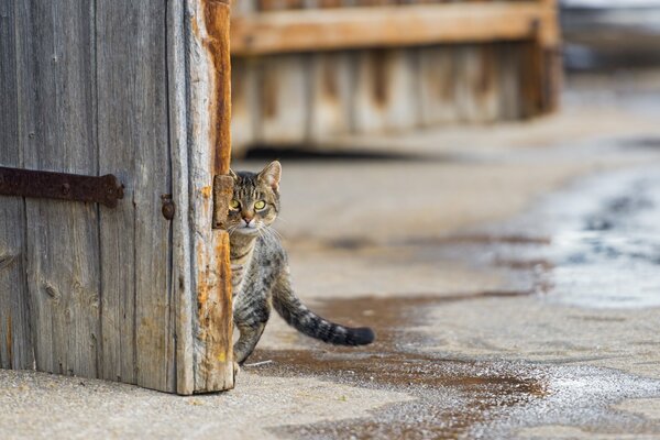 Le chat se cachait