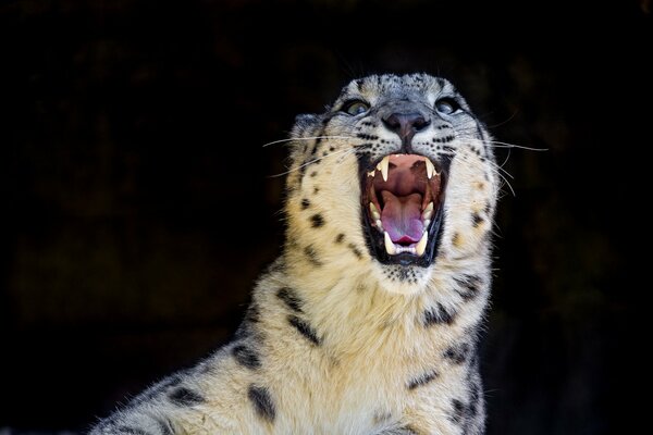 Il sorriso del leopardo delle nevi nella notte