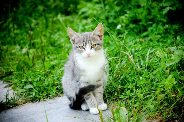 Gato en un paseo de verano