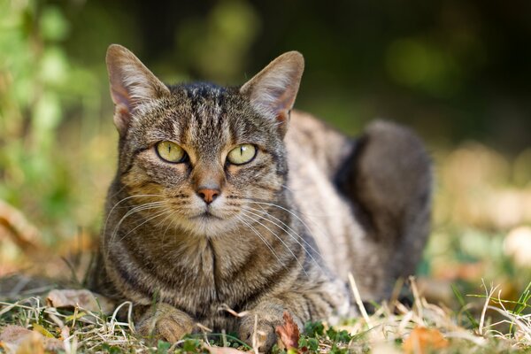 Der Blick einer Katze unter den Herbstblättern