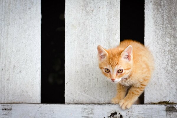 The cat comes out of the fence