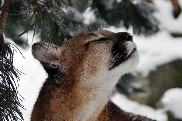 Cougar sniffs at an unusual smell