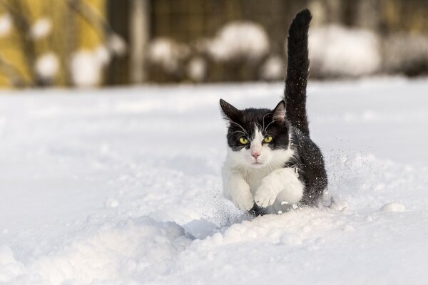 Chat se faufile à travers les dérives de neige