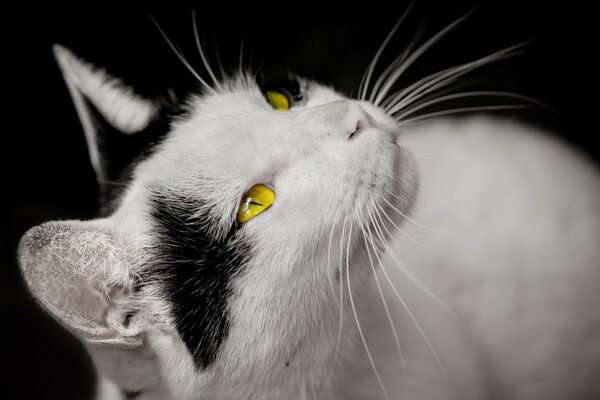 Un gato blanco y negro pide comer