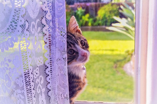 Dieser Blick eines grauen Kätzchens durch das Fenster