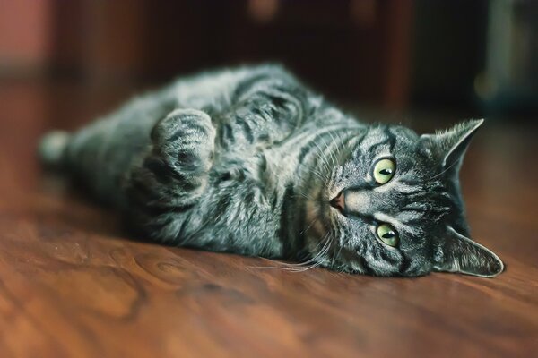 Nella foto, un gatto di colore grigio del mantello