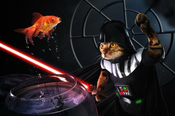 Le chat Darth Vader attrape un poisson