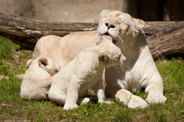 Leones blancos se lavan en la Sabana