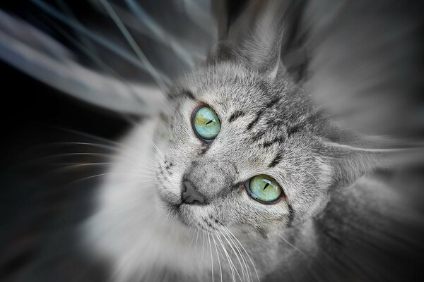 El gato gris Mira con hermosos ojos