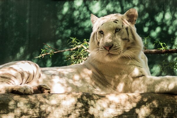 Tigre blanc se trouve détendu sur une bûche