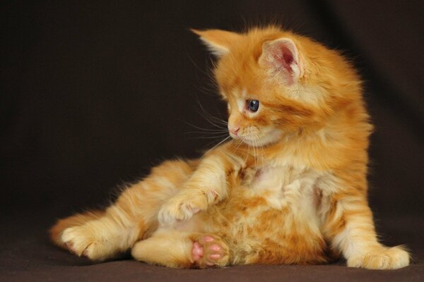 A red-haired kitten is sitting on the carpet