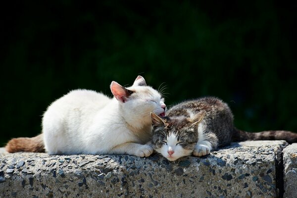 Mom cat washes her daughter