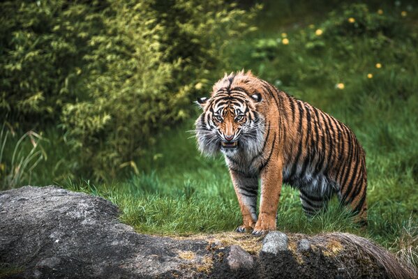 Wilde böse riesige Tigerin