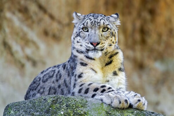 A snow leopard is lying on a rock