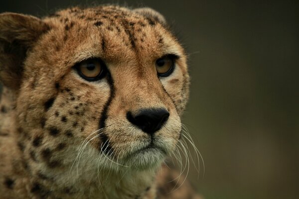 Cheetah muzzle close-up