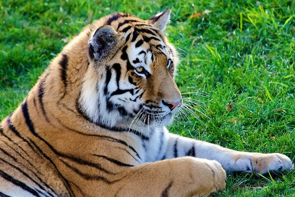 Tiger liegt auf grünem Gras