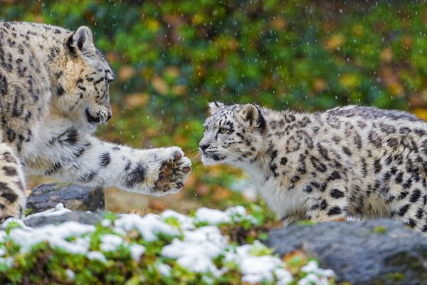 A pair of snow leopards mother and father with an outstretched paw