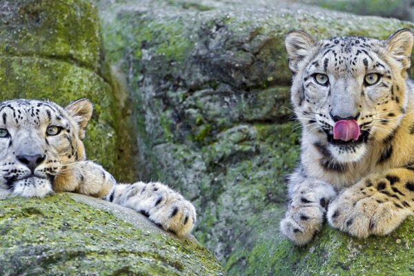 Leopardo delle nevi che riposa su una roccia