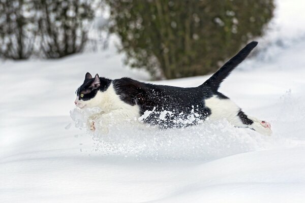 Foto de un gato corriendo en la nieve blanca