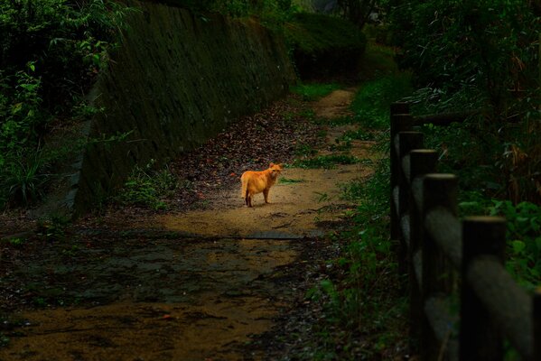 A red-haired cat walks in an overgrown park