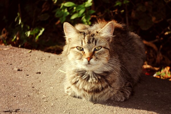 Flauschige Katze wärmt sich in der Sonne