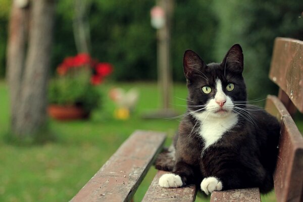 Chat noir et blanc se trouve sur un banc