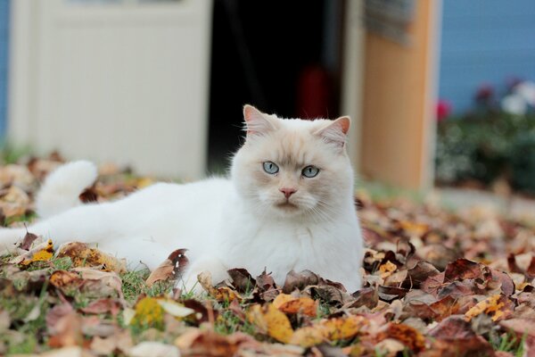 Elegante gato delicado tono beige en las hojas