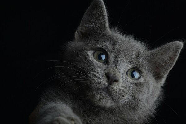 Photo portrait of a gray kitten