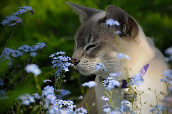 Tonkin-Katze schnüffelt Vergissmeinnichtblumen