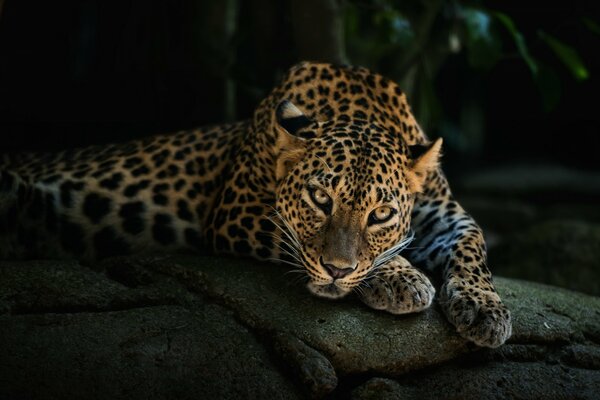 Il leopardo giace. Sfondo scuro