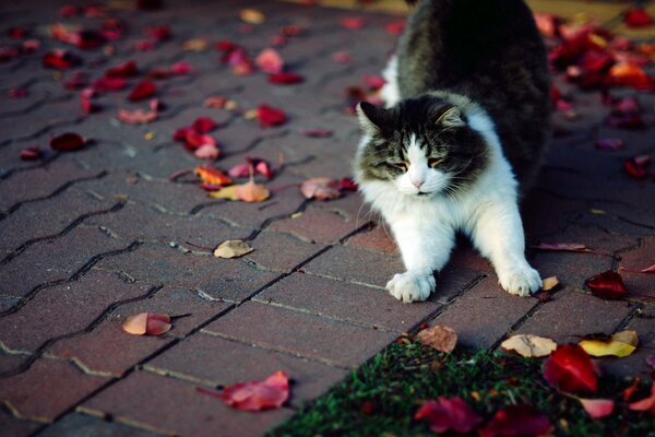 Fluffy kitty playing with leaves