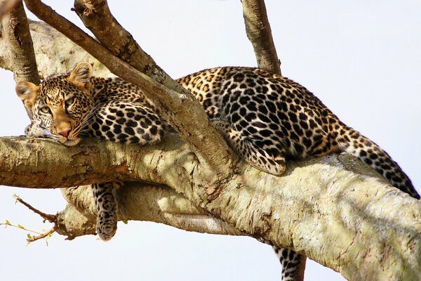 The view of a resting leopard on a tree