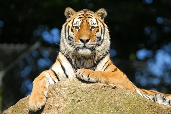 Der Amur-Tiger, der Tiger auf den Steinen, der Blick des Tigers, die Ruhe des Tigers