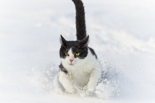 A cat runs through a snowdrift in winter. ©tambako the jaguar