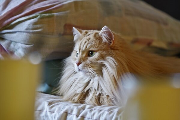 Bella rossa gatto sul letto